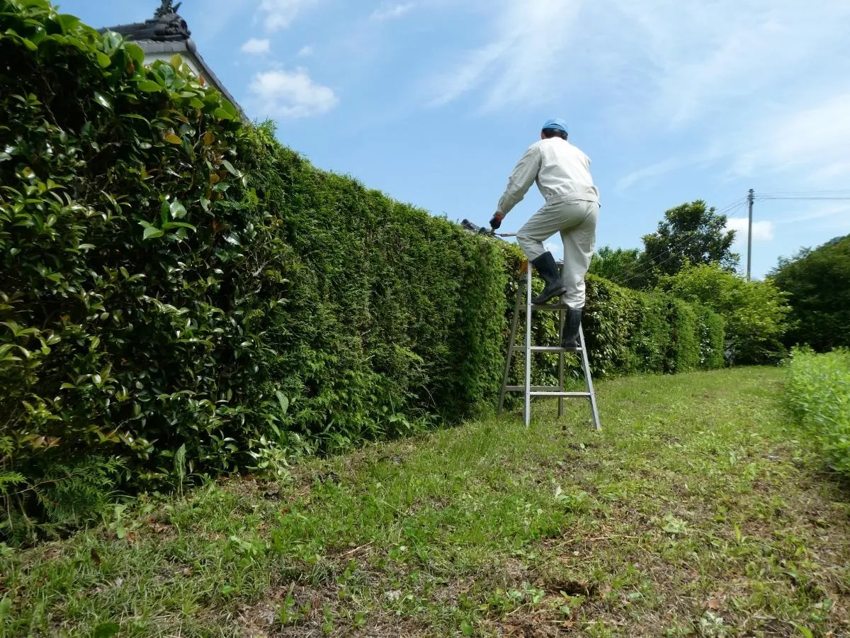 小山市で剪定の仕事を探すなら必見！成功の秘訣とプロが教える実践ポイント #小山市剪定仕事 #小山市 #剪定 #仕事