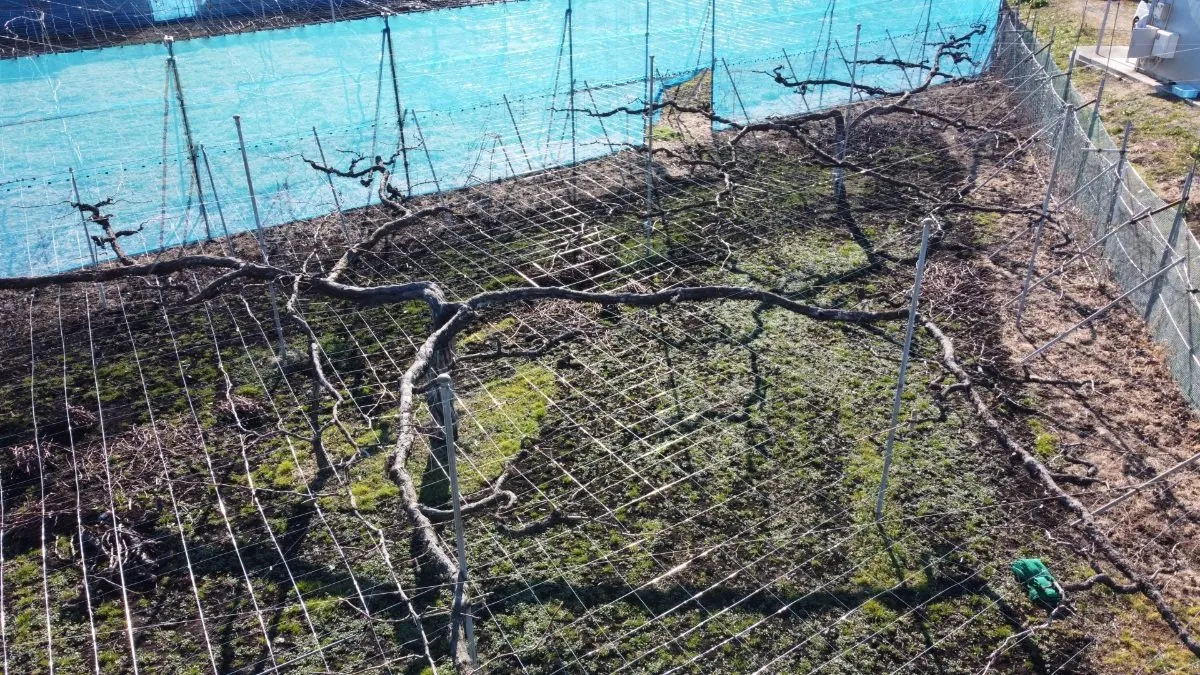 剪定作業にドローンを導入するメリットと飛行許可などのルールについて