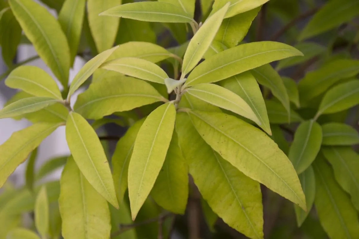 レモンマートルの剪定場所の選び方！剪定する際のポイントや注意点を解説