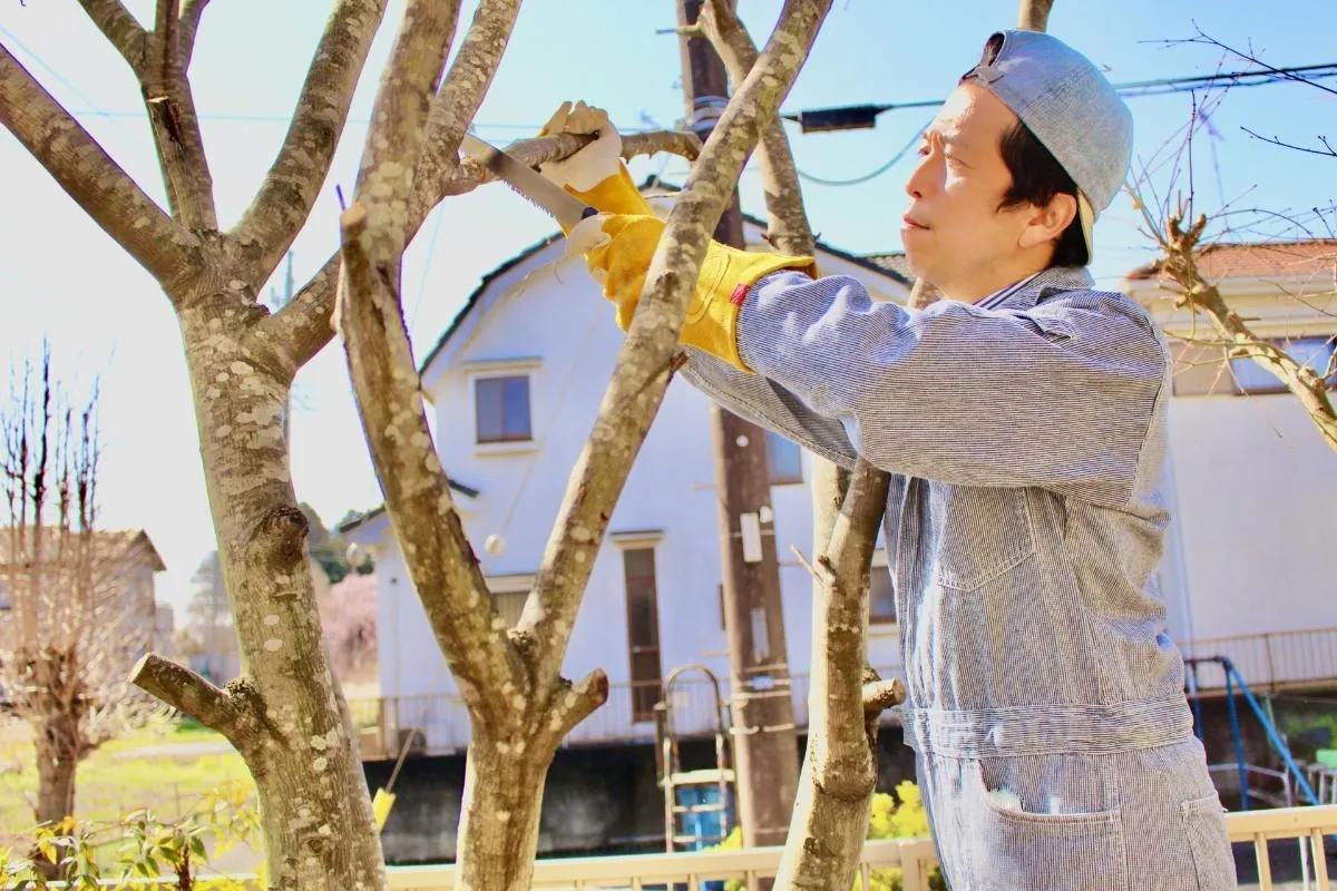 真岡市で剪定の基本！必要な道具と方法を完全解説