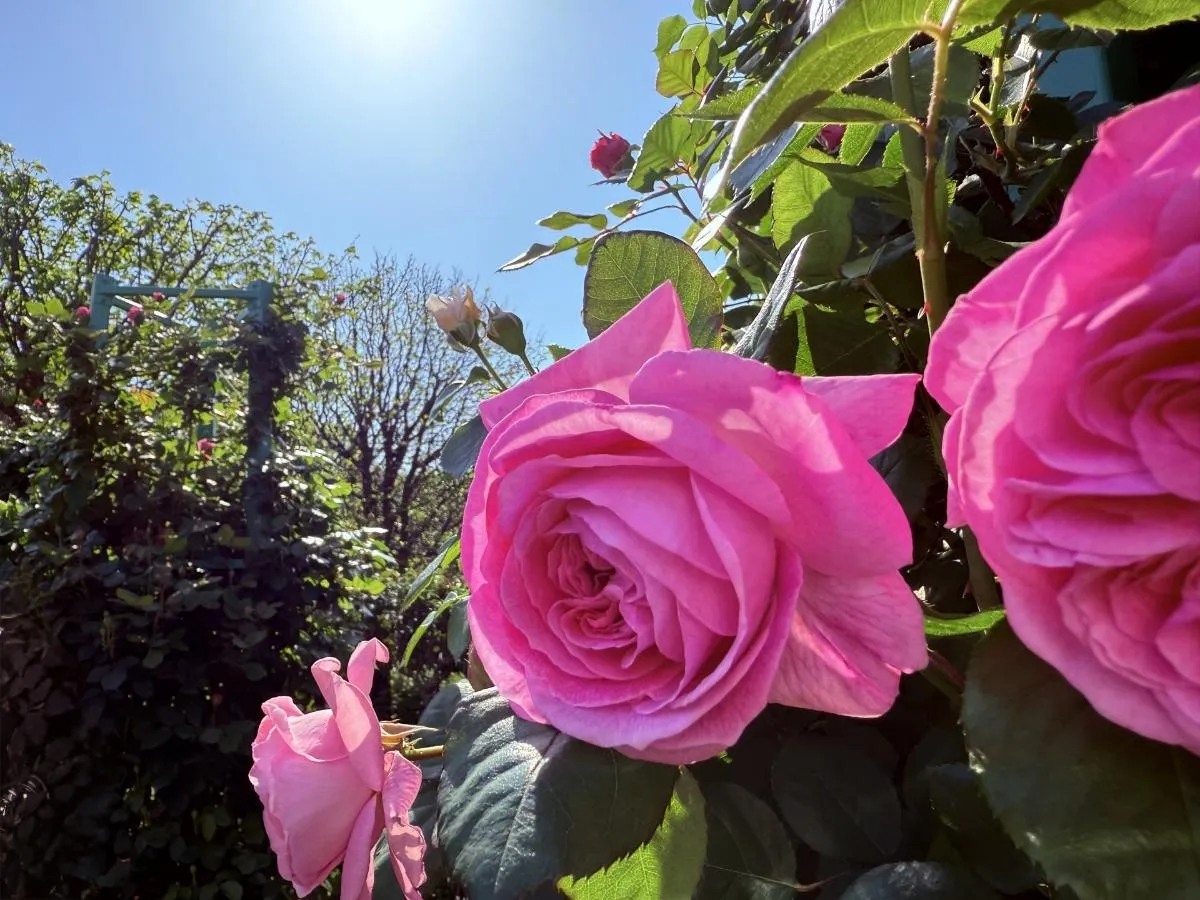 ルイーズオディエの剪定について！鉢植えと地植えの剪定と管理のコツ