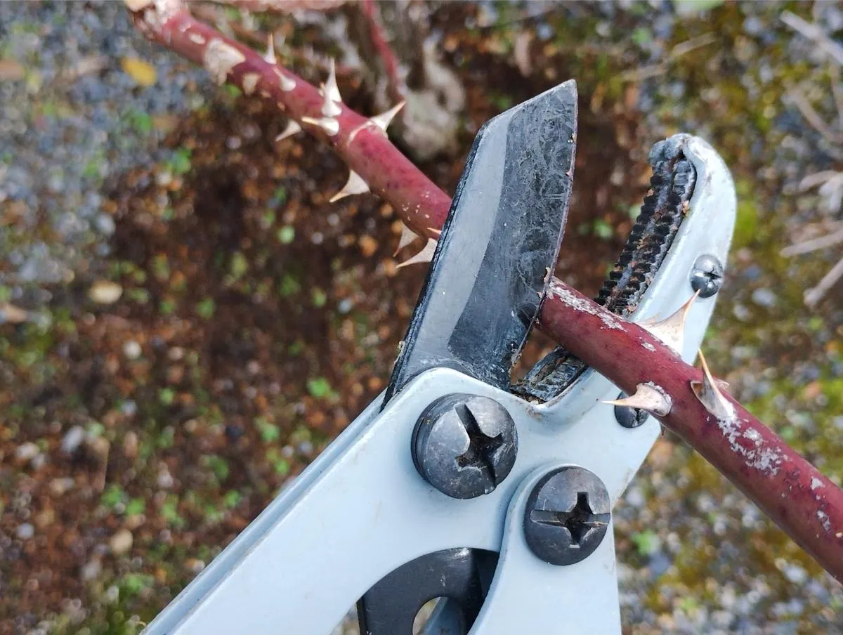 バラの剪定用グローブ比較とかんたん手入れ方法