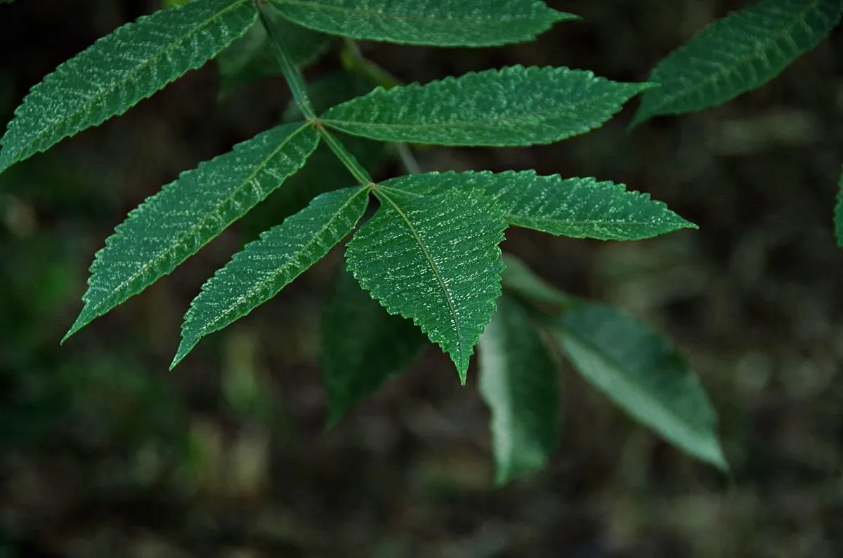 ヌルデ 剪定で成功するためのポイントと注意点