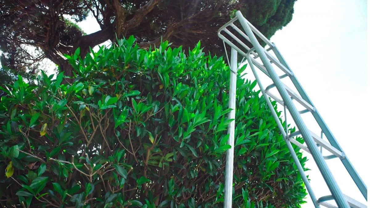 野木町での剪定の基本と時期一覧！失敗しない庭木の手入れ方法