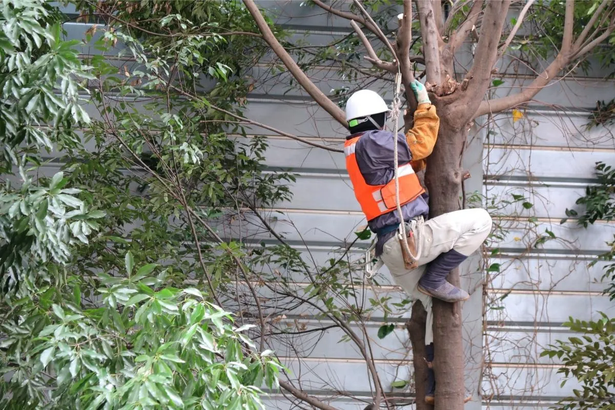 剪定作業でのヘルメットの選び方完全ガイド！安全作業を叶える道具と保護の全知識