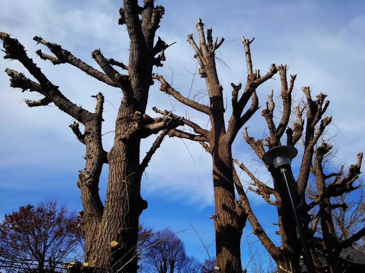 銀杏の剪定で武者立ちにする極意！成功する時期と方法を解説