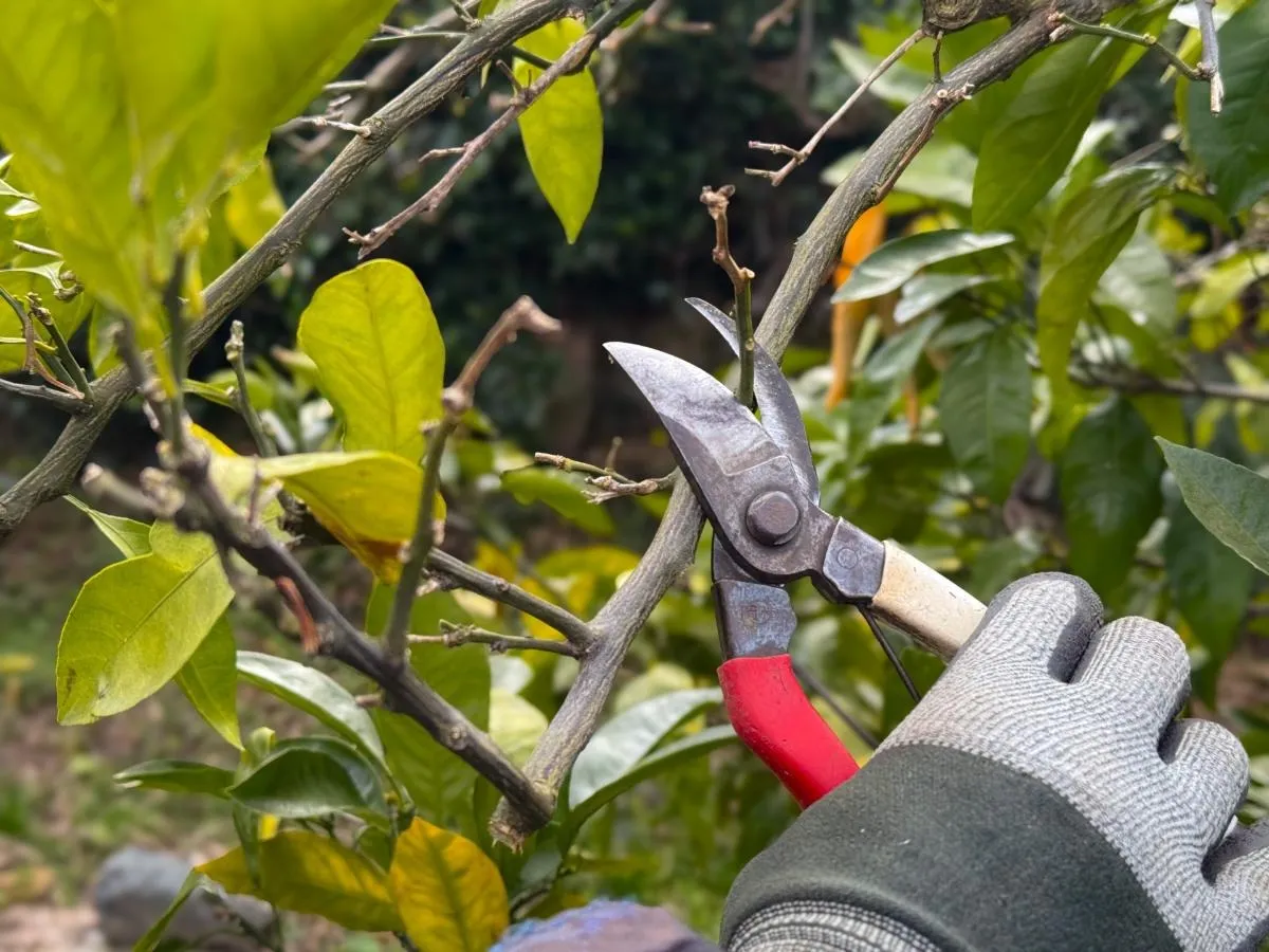思川駅での剪定の時期と方法完全ガイド！失敗しない庭木手入れのコツ