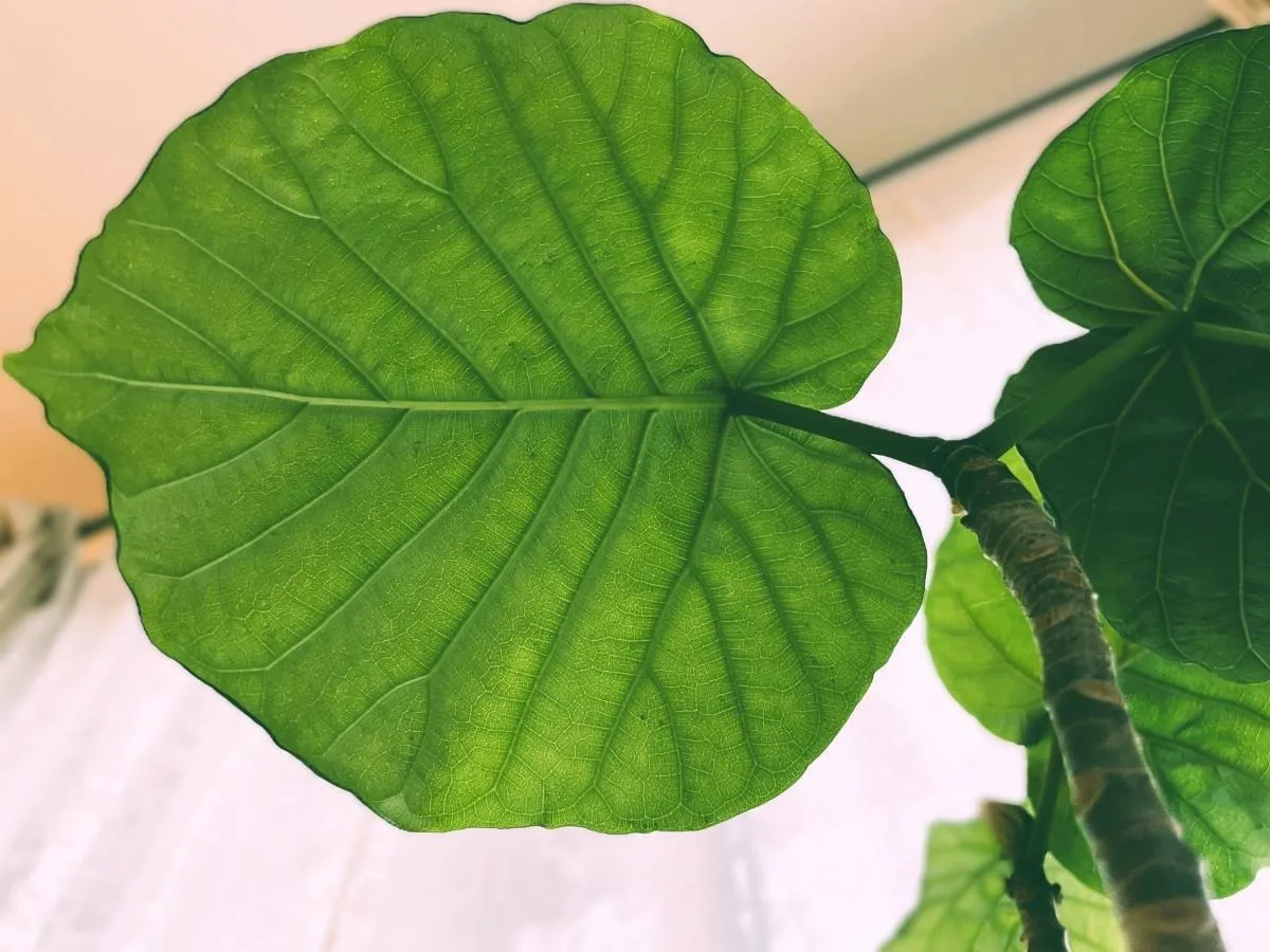 ウンベラータの剪定方法と時期完全ガイド！枝分かれで美しい観葉植物に