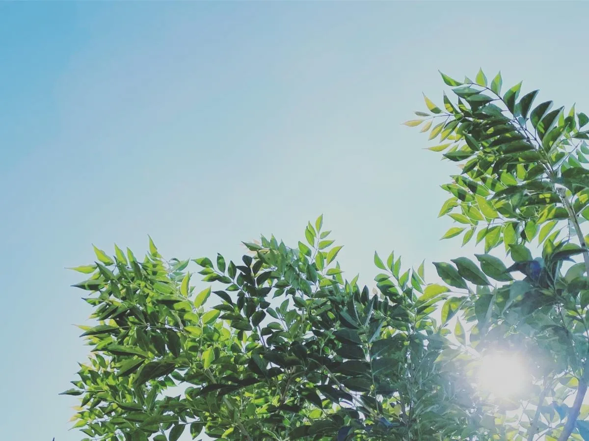 シマトネリコの剪定時期は？よくある失敗と対処法も解説